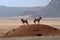 Two Gemsbuck antelope in Namib desert