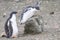 Two Gentoo penguin chicks, one jumping up on a rock and one watching, Aitcho Islands, South Shetland Islands, Antarctica