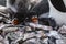 Two Gentoo Penguin Chicks and rocks