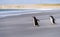 Two Gentoo penguins at Bluff Cove on Falklands walking to ocean