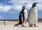 Two Gentoo Penguins at Falklands Islands