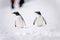 Two gentoo penguins on snow near people