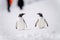 Two gentoo penguins on snow by people