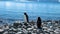 Two Gentoo penguins stand on the pebbles by the sea basking in the sun.