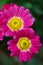 Two Gerbera Daisies