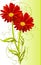 Two gerbera flower background