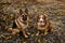 Two German and Australian Shepherds are sitting among yellow primroses and smiling. Dogs are best friends in spring top view.