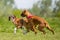 Two German Boxer Dogs running and jumping chasing each other in a field. play biting