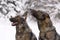 Two German Sheepdogs in winter woods