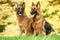 Two German Shepherd Dog