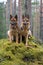 Two Germany shepherds