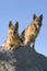 Two Germany shepherds