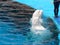 Two giant beluga whales in the pool