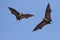 Two Giant Indian flying fox bats on the fly, Pteropus giganteu