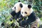 Two Giant Panda Bears eating bamboo, China