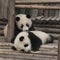 Two giant panda cubs playing