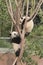 Two giant pandas cubs playing on the tree