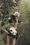 Two giant pandas cubs resting on the tree