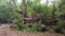 Two giant pandas eating bamboo leaves