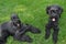 Two Giant Schnauzers Laying in the Grass