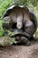 Two giant turtles making love. The Galapagos Islands. Pacific Ocean. Ecuador.