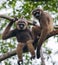 Two Gibbon sitting on the tree. Indonesia. The island of Kalimantan Borneo.