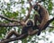 Two Gibbon sitting on the tree. Indonesia. The island of Kalimantan Borneo.