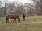 Two ginger brown horses eating straw on meadow in late winter mi