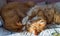Two ginger cats. Domestic cats sleeping in their arms. Two cats cuddling on the bed