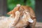 Two ginger cats playing together