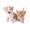 Two ginger kittens  isolated on white background. Looks into the camera. The kitten is walking forward. Striped kitten.