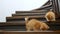 Two Ginger Kittens are running, going down the stairs in slow motion. Red Cats playing on the stairs. Cute funny home