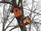 Two ginger wooden birdhouses hang on a bare tree trunk on a cloudy day