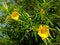 Two Ginje & x28;Thevetia peruviana& x29; or trumpet flower, beautiful yellow flowers