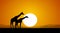 Two Giraffe against the setting sun and hills. Silhouette