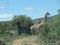 Two giraffe and a family of Zebra