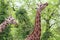 Two giraffe in forest