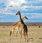 Two Giraffe with necks crossed standing on the grassland of Ambesoli National Park