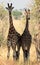 Two giraffes.