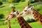 Two giraffes