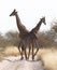 Two giraffes blocking the road, Kalahari