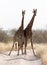 Two giraffes blocking the road, Kalahari