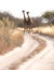 Two giraffes blocking the road, Kalahari