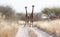 Two giraffes blocking the road, Kalahari