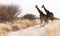 Two giraffes blocking the road, Kalahari