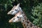 Two giraffes close-up