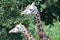 Two giraffes close-up