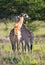 Two giraffes crossed their necks, Namibia