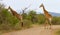 Two giraffes crossing a road in the Hluhluwe/Imfolozi Game Reserve in KwaZulu-Natal, South Africa.