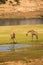 Two Giraffes Drinking at River Bed, South Africa